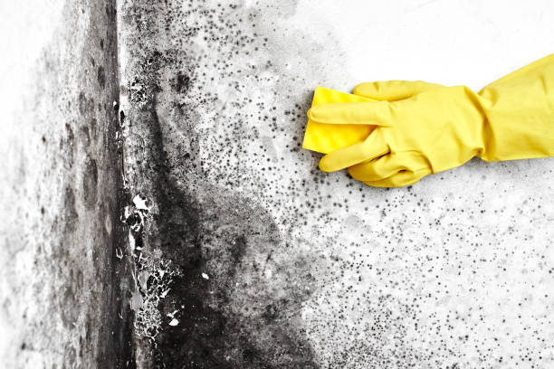 Best HVAC Mold Remediation in Clare, MI