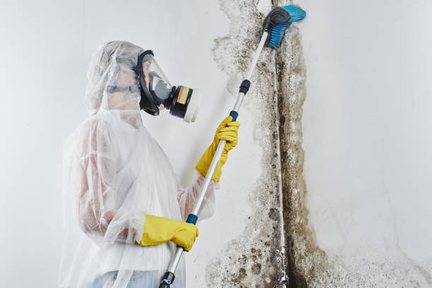 Best Residential Mold Remediation in Clare, MI