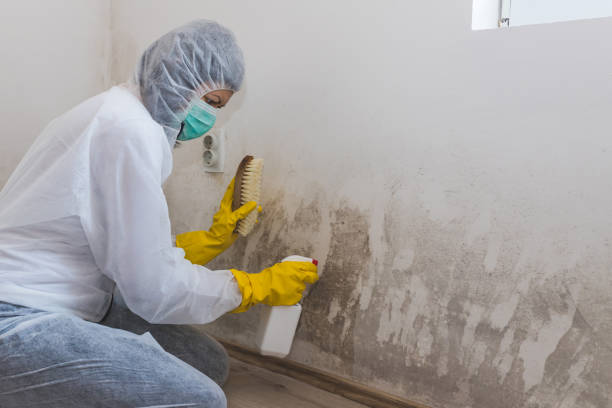 Best Emergency Mold Remediation in Clare, MI