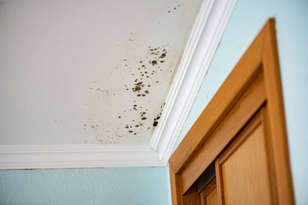 Best White Mold Remediation in Clare, MI