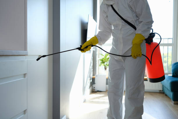 Best Emergency Mold Remediation in Clare, MI