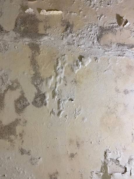 Best Health and Safety Mold Remediation in Clare, MI
