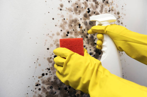 Best DIY Mold Remediation Support Services in Clare, MI