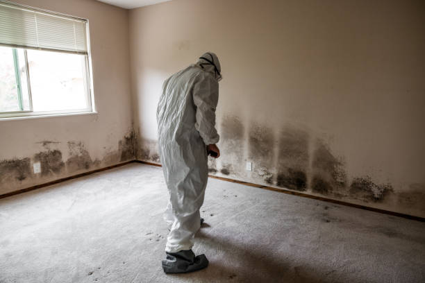 Best White Mold Remediation in Clare, MI