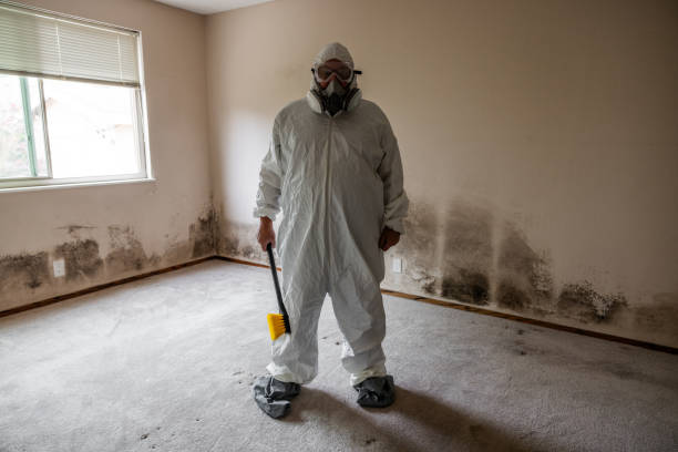 Best Localized Mold Remediation (e.g., coastal areas, humid climates) in Clare, MI