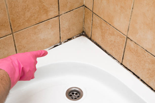 Best Commercial Mold Remediation in Clare, MI