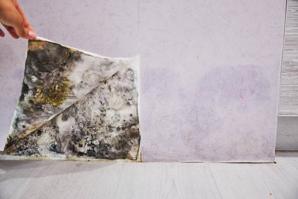 Best Kitchen Mold Remediation in Clare, MI